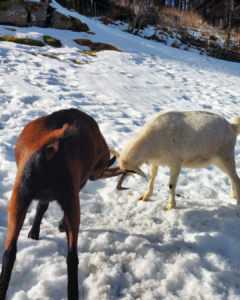 Ziegen im Schnee